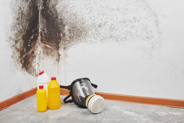 Best Kitchen Mold Remediation in Fremont, OH