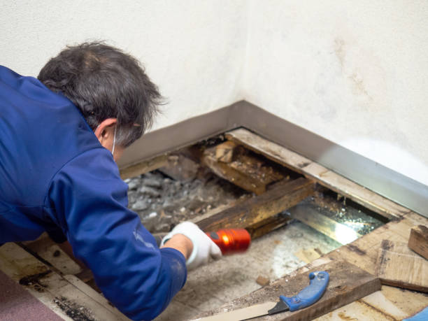 Best HVAC Mold Remediation in Fremont, OH