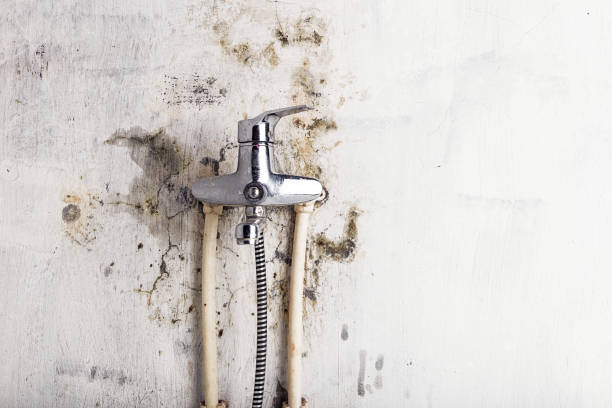 Professional Mold Remediation in Fremont, OH