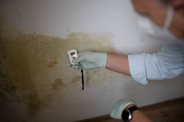 Best Industrial Mold Remediation in Fremont, OH