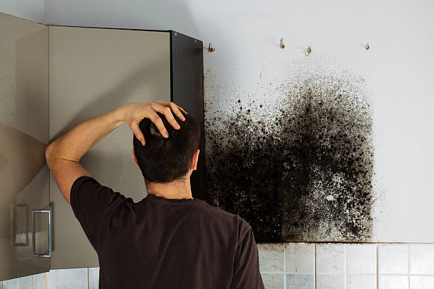 Best Basement Mold Remediation in Fremont, OH
