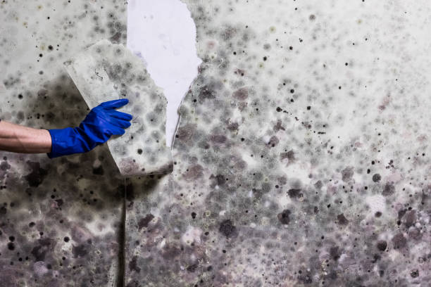 Best Post-Flood Mold Remediation in Fremont, OH